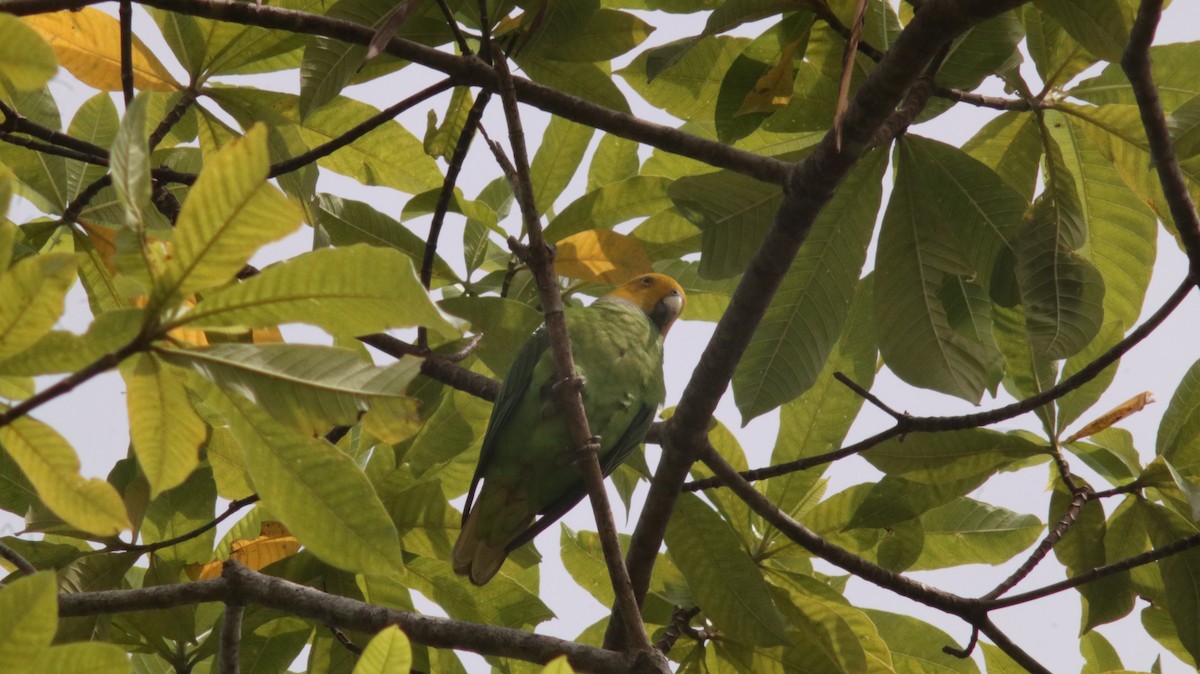 Singing Parrot - Rafael LERCH