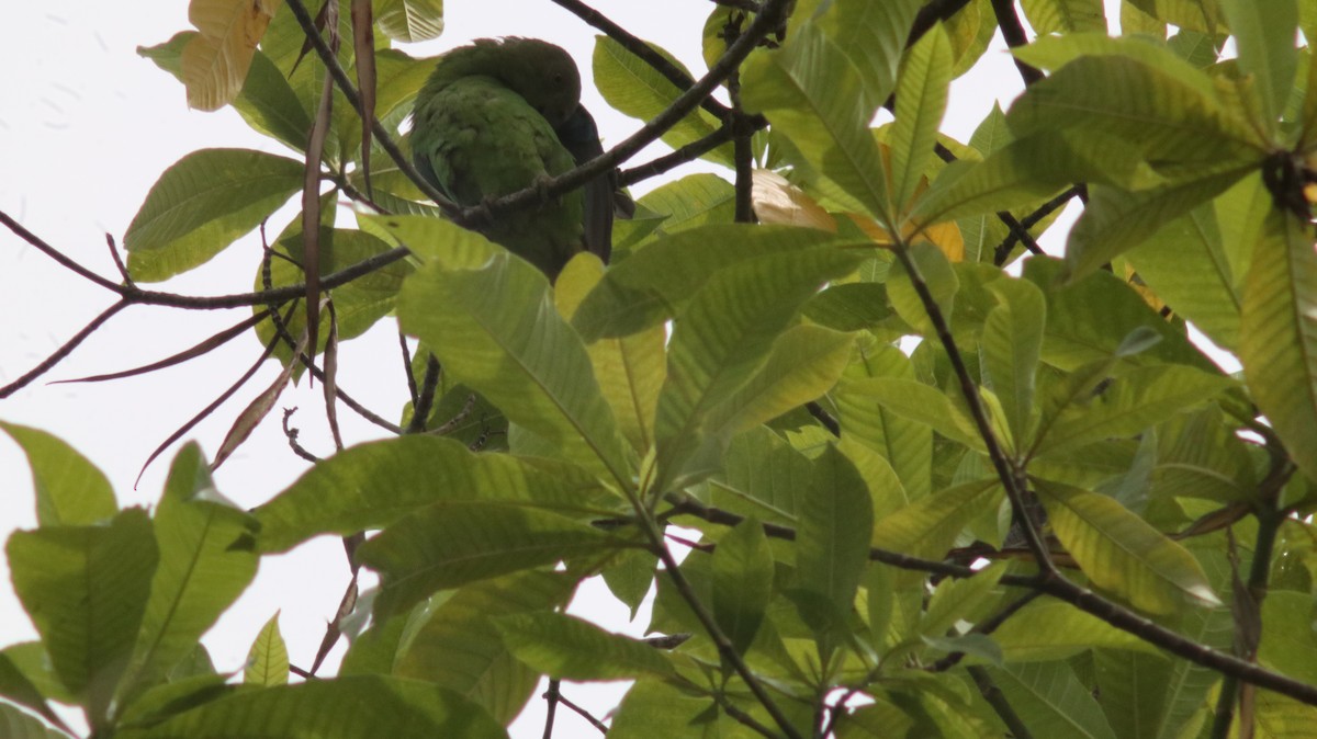 Singing Parrot - Rafael LERCH