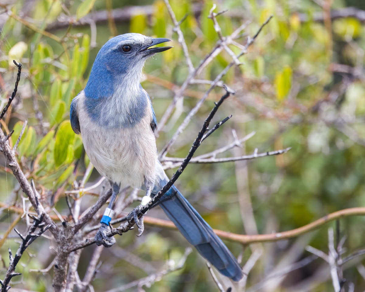 Florida Scrub-Jay - ML609268479