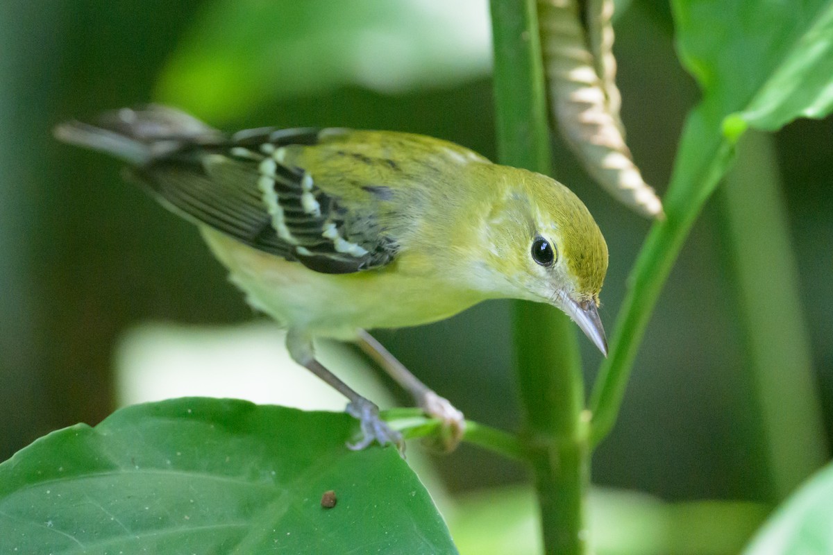 Bay-breasted Warbler - ML609268486