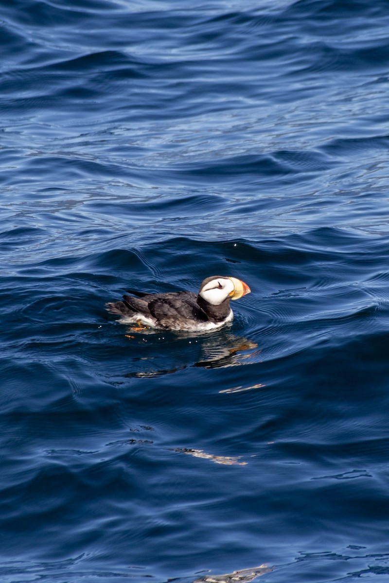 Horned Puffin - ML609268501