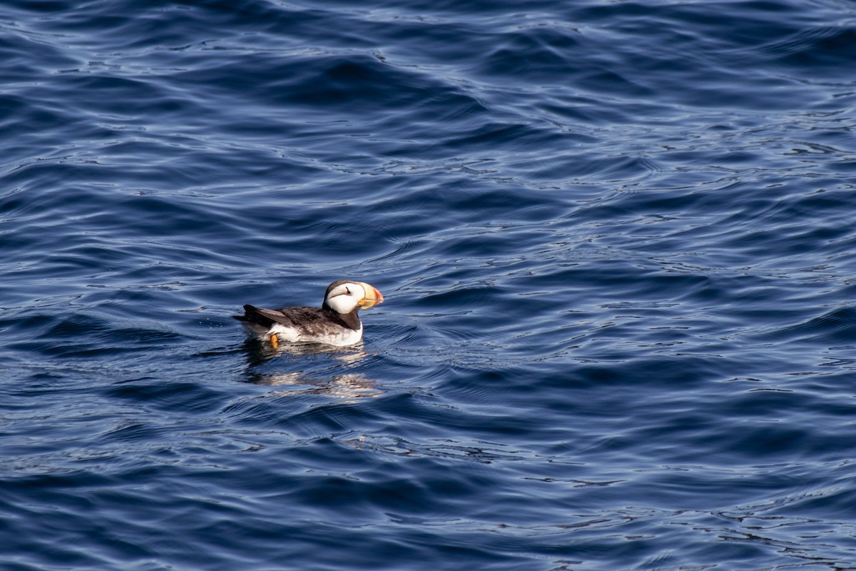 Horned Puffin - ML609268502