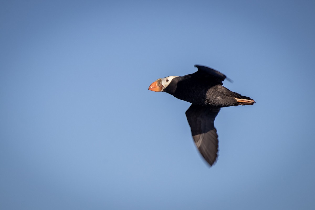 Tufted Puffin - ML609268511