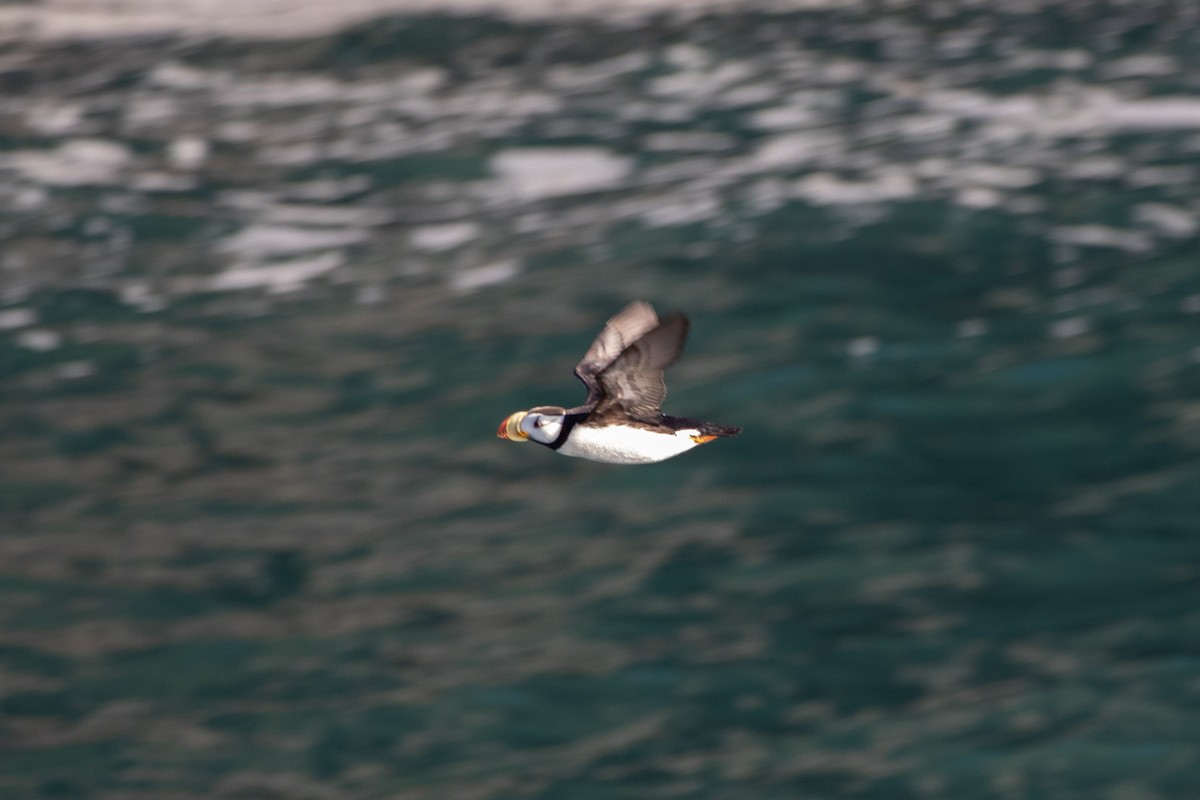 Horned Puffin - ML609268520