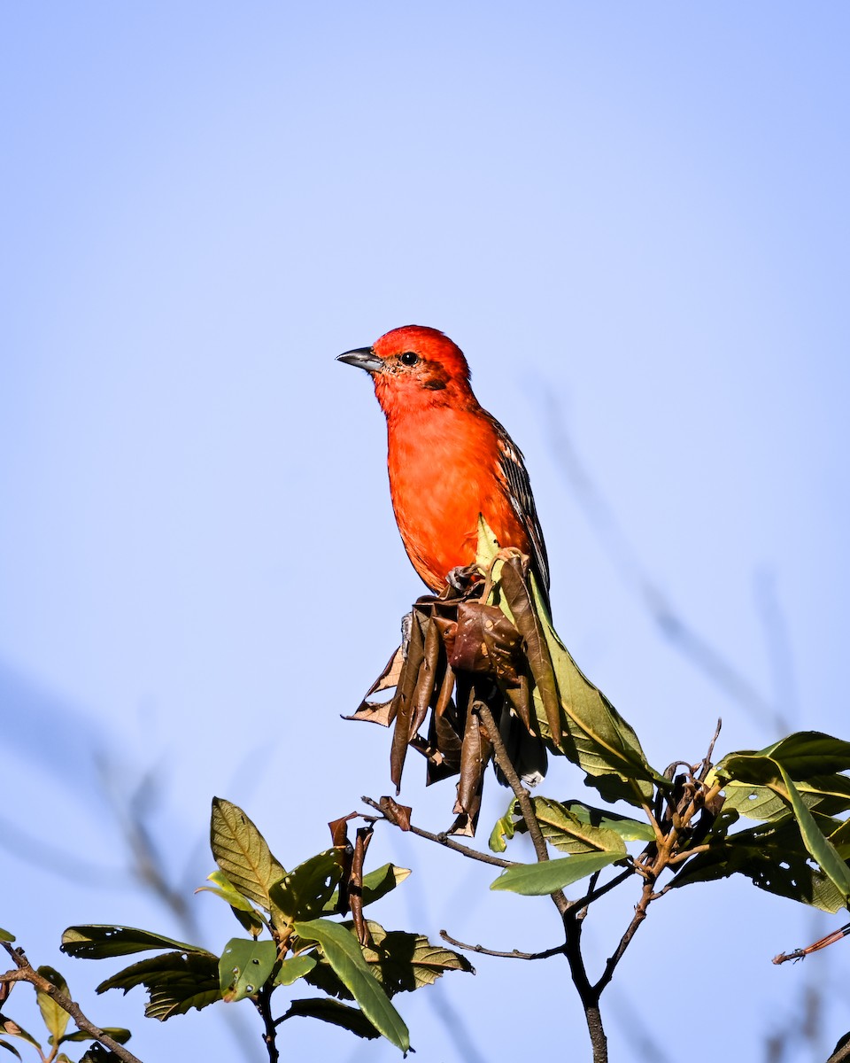 Flame-colored Tanager - ML609268640