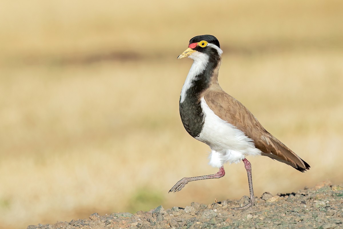 Banded Lapwing - ML609268656