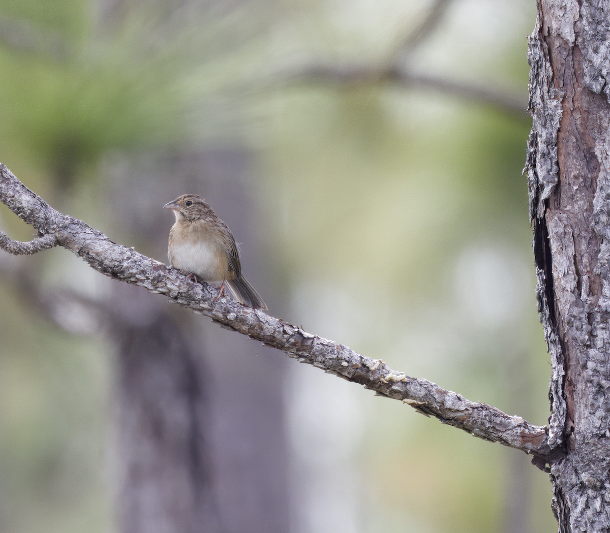 Bachman's Sparrow - Elliott Ress