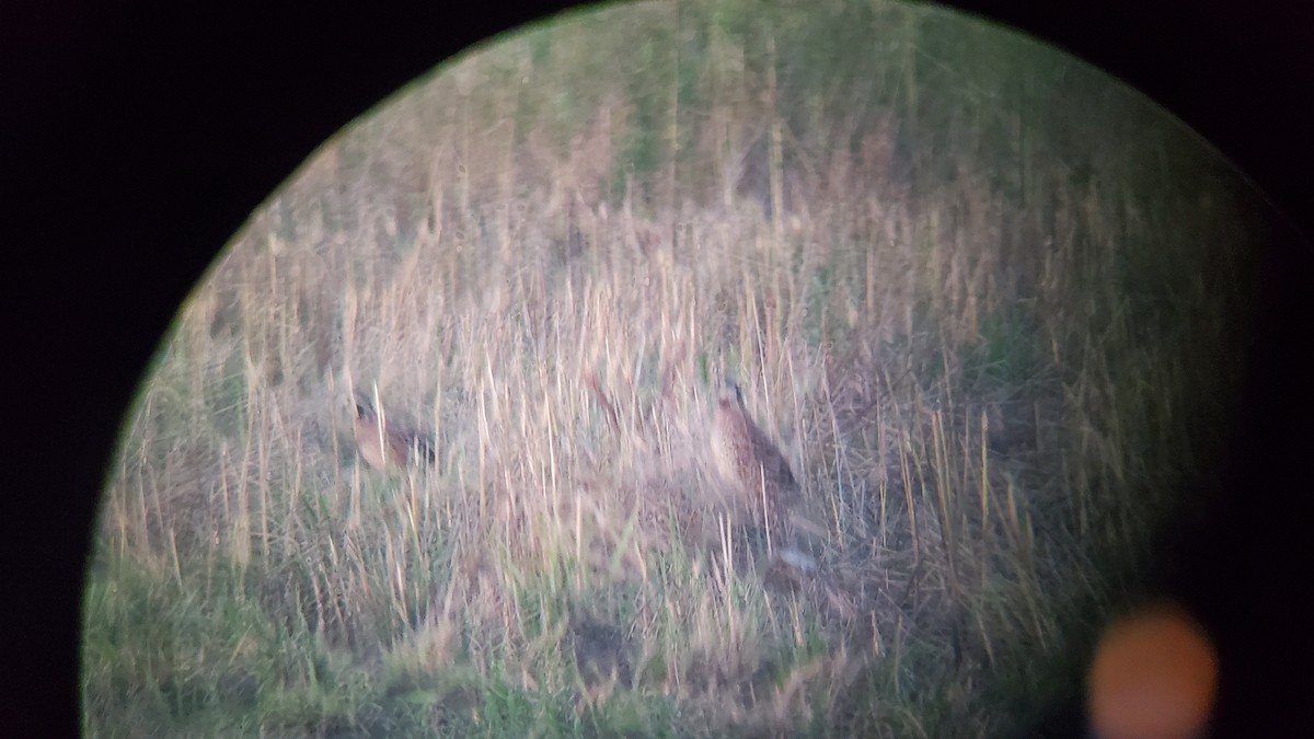 Northern Bobwhite - ML609268704