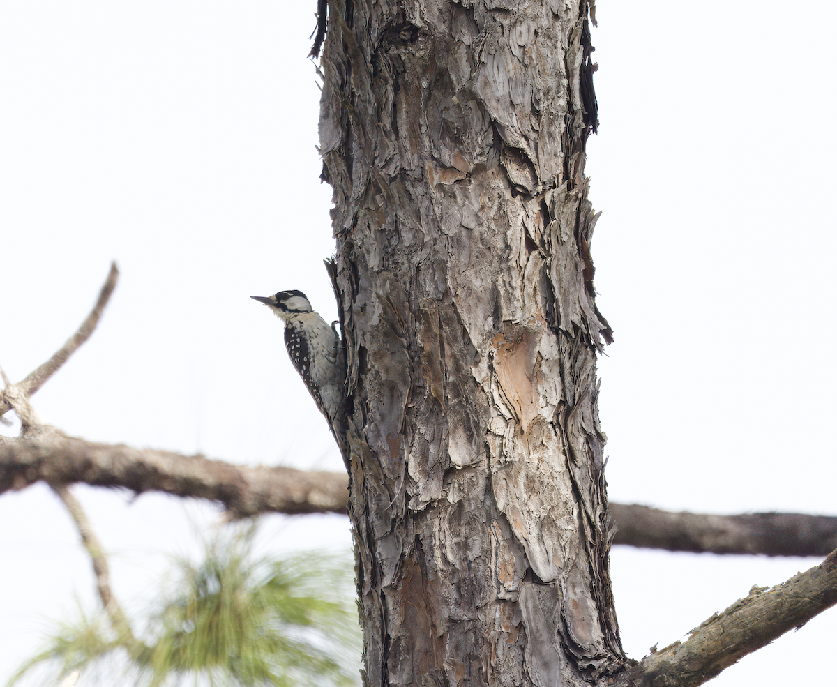 Red-cockaded Woodpecker - ML609268778