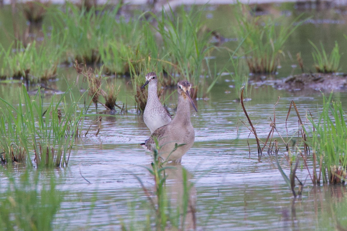 Lesser Yellowlegs - Michael St John