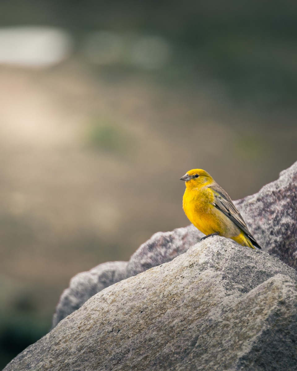 Greater Yellow-Finch - Katherine Díaz