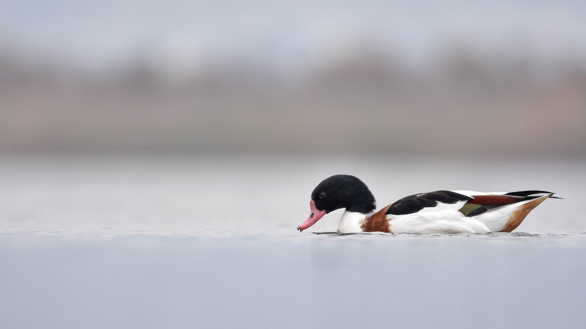 Common Shelduck - Christos Christodoulou