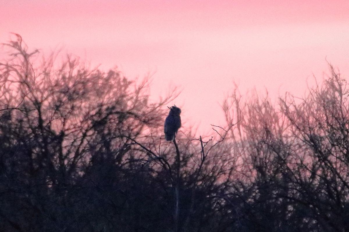 Great Horned Owl - ML609269060