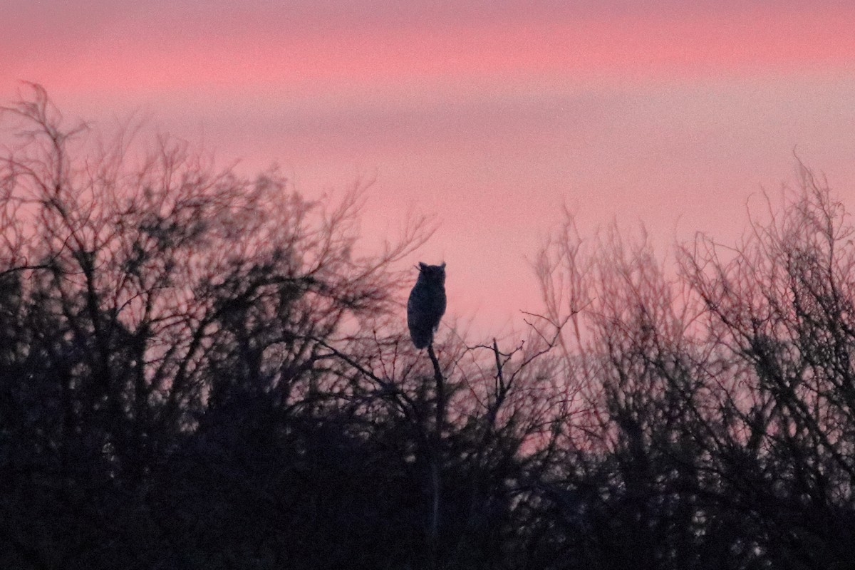 Great Horned Owl - Daniel  Bellich