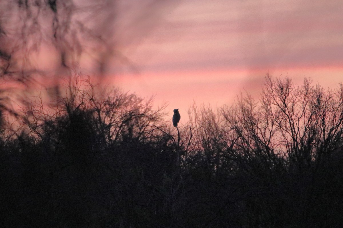 Great Horned Owl - ML609269064