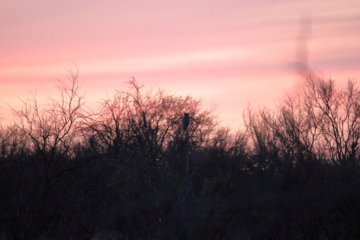 Great Horned Owl - ML609269066