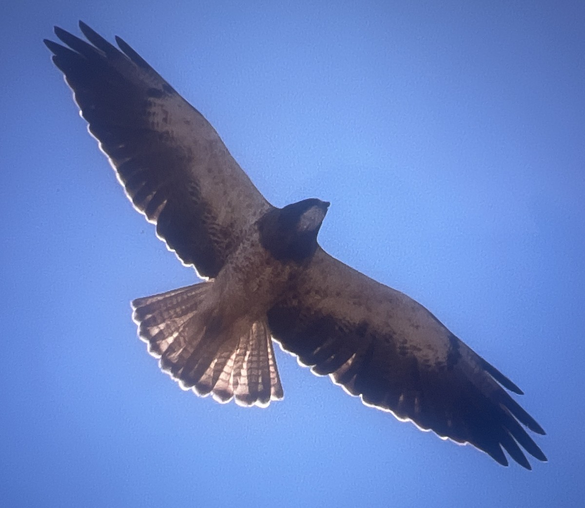 Swainson's Hawk - ML609269076