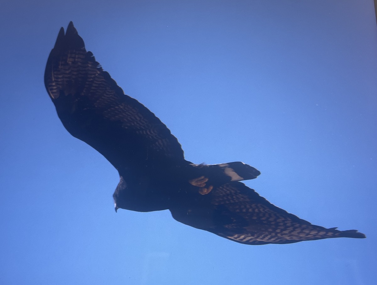 Zone-tailed Hawk - ML609269083