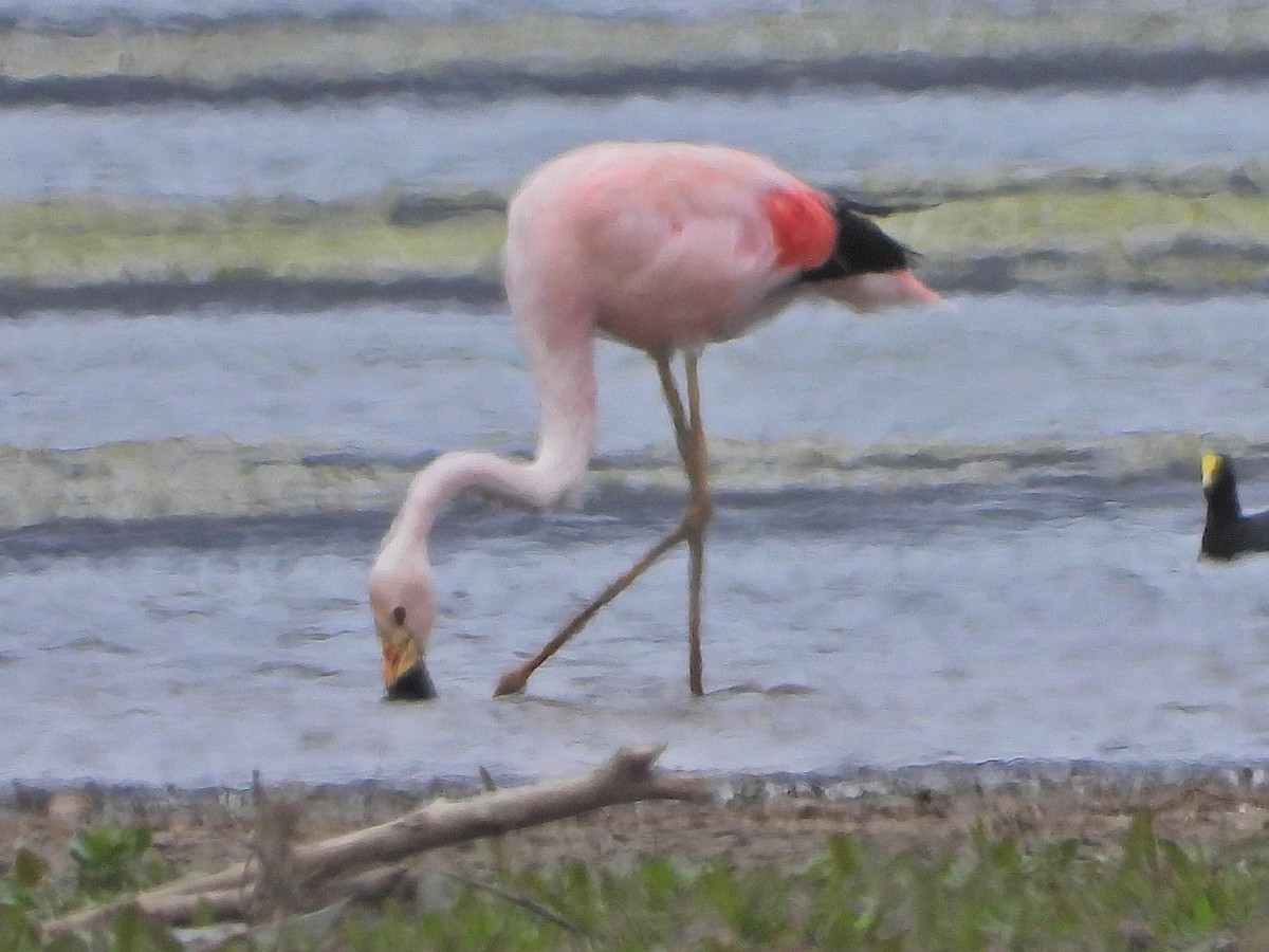 Andean Flamingo - ML609269170