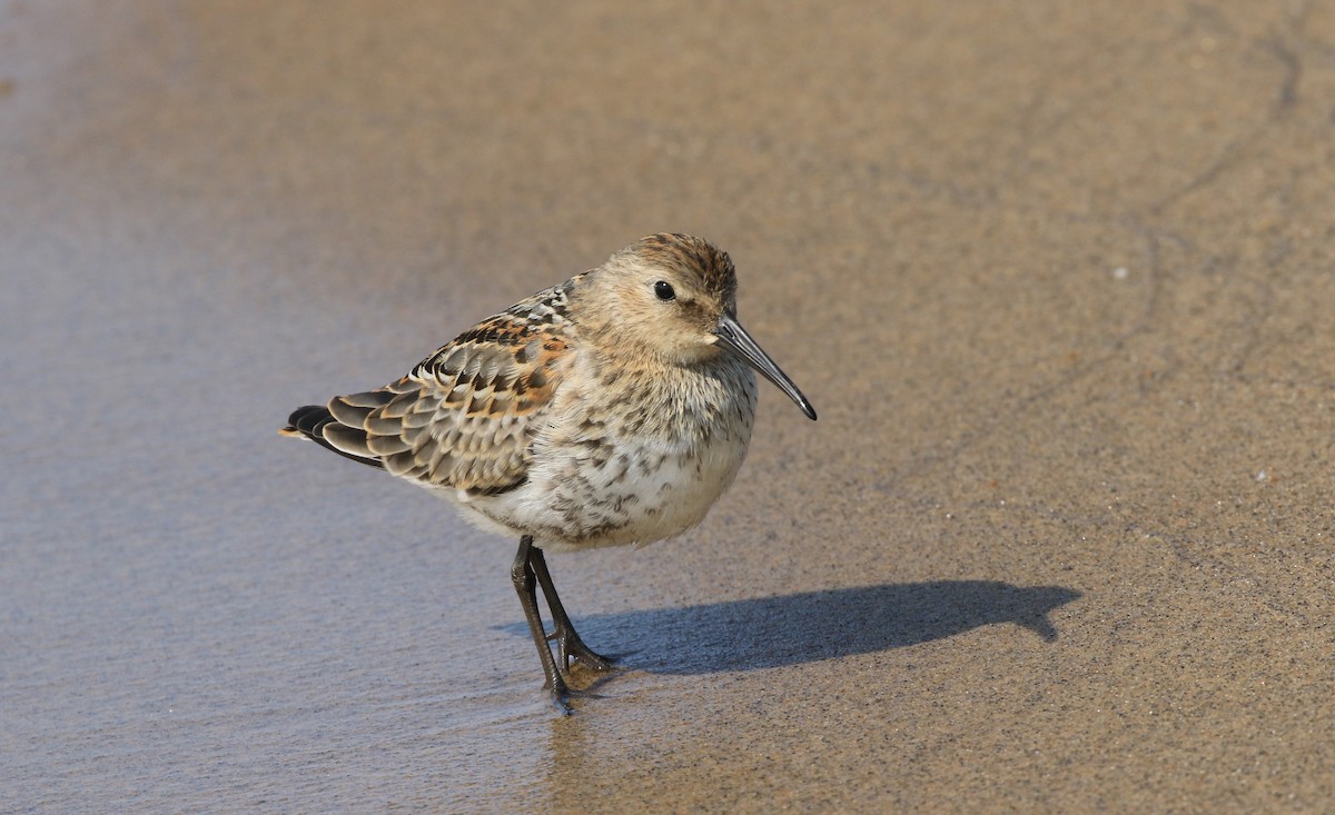 Dunlin - ML609269173