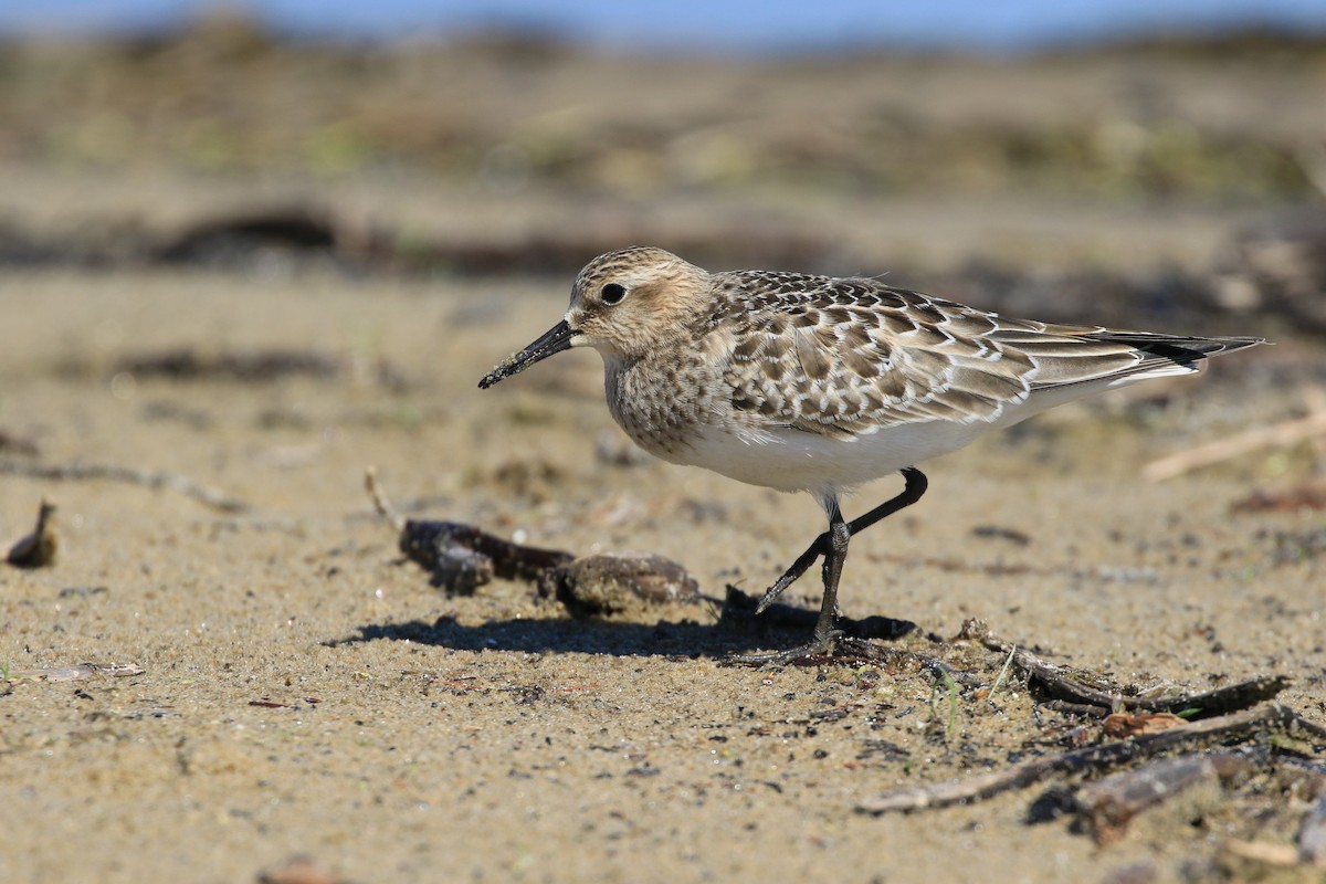 Bairdstrandläufer - ML609269186