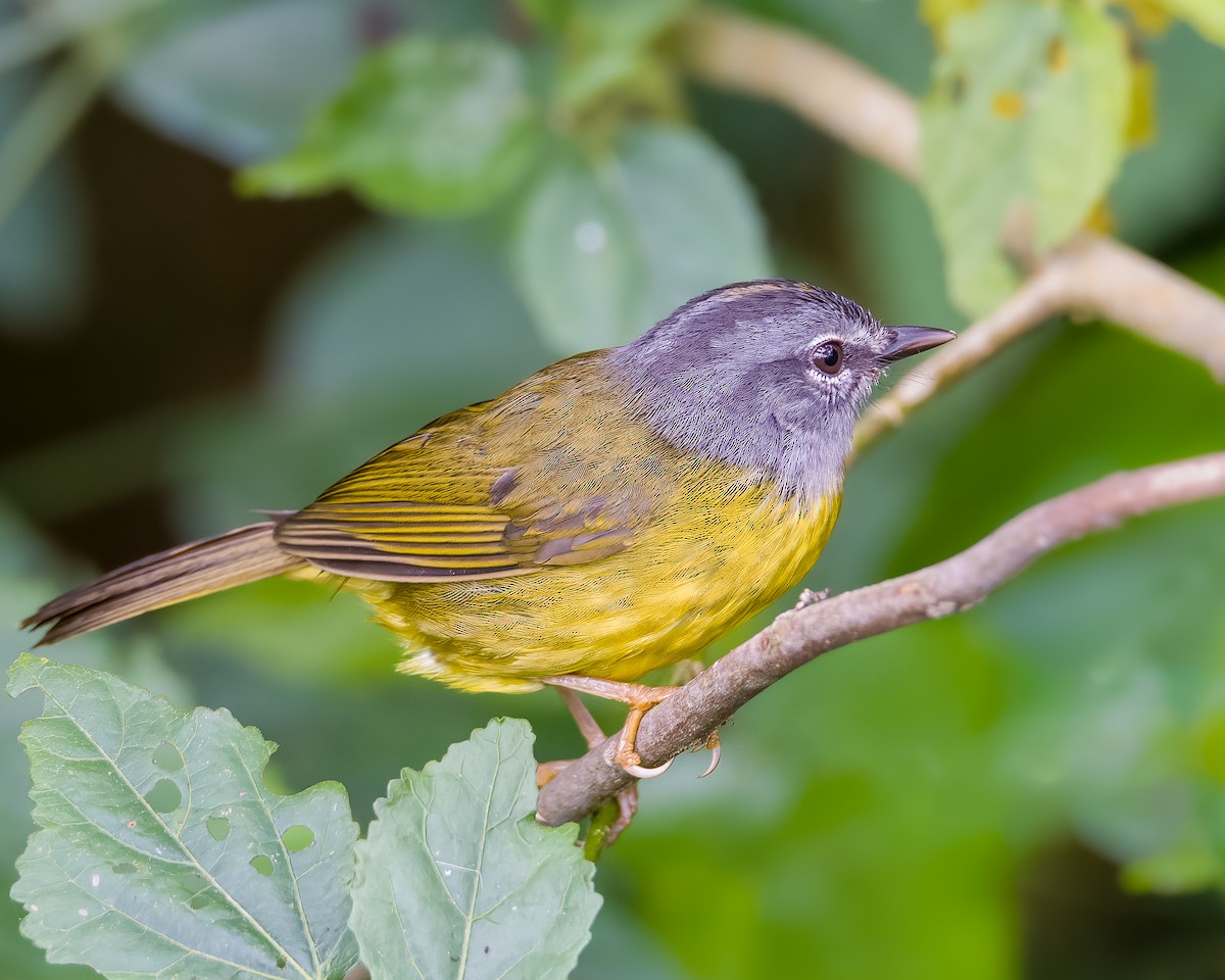 White-lored Warbler - ML609269219