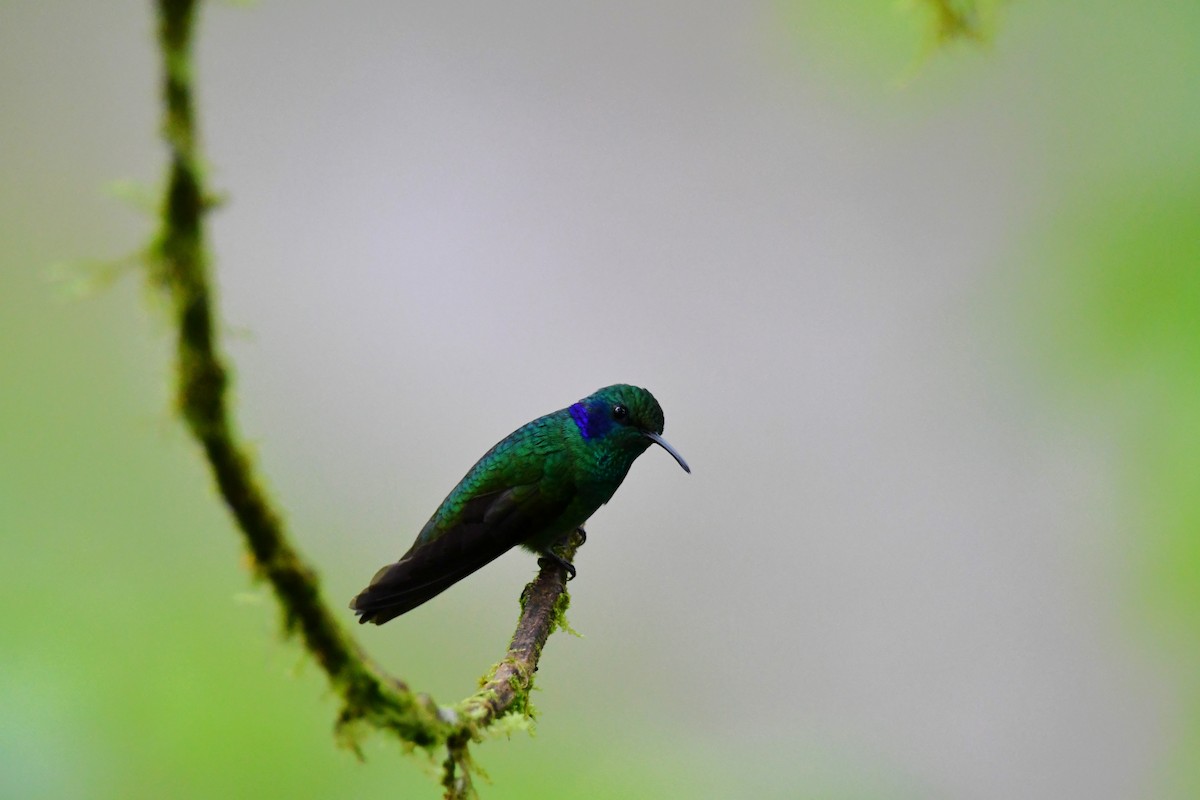 kolibřík modrouchý - ML609269276