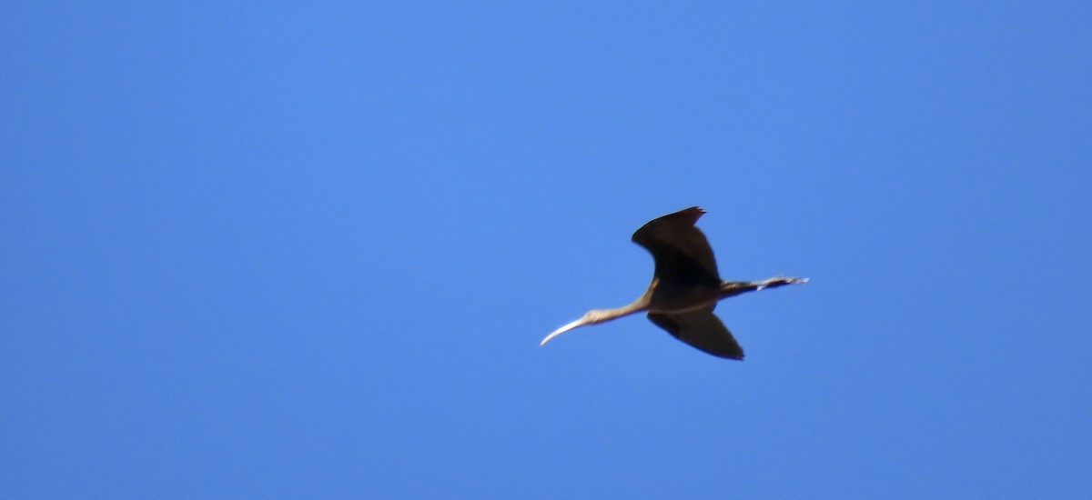 ibis americký - ML609269327