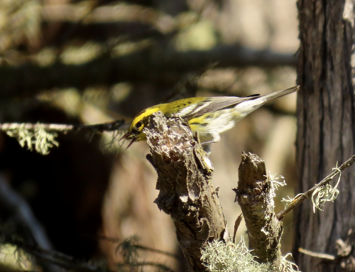 Townsend's Warbler - ML609269365