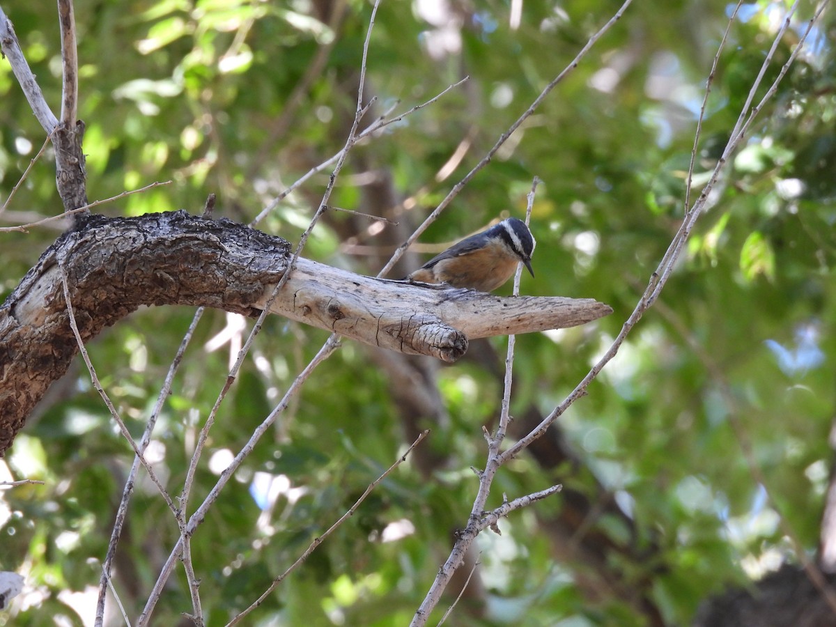 Red-breasted Nuthatch - ML609269370