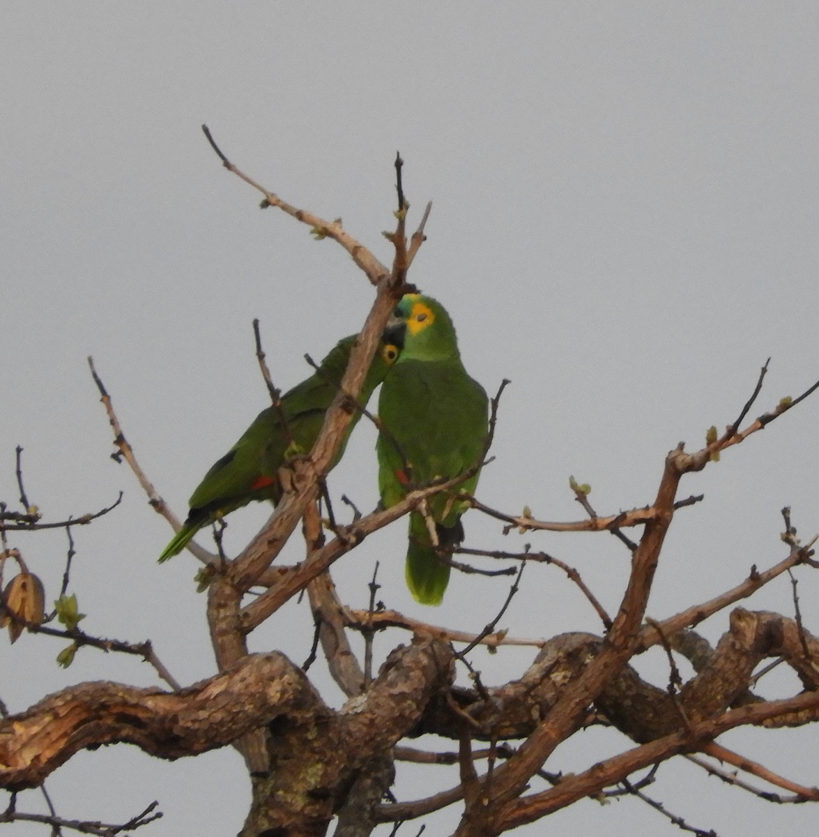 Turquoise-fronted Parrot - Cynthia Nickerson