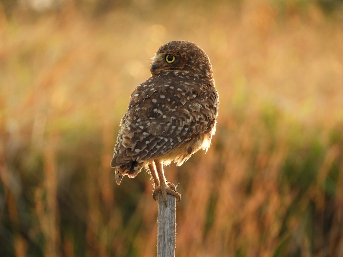 Burrowing Owl - ML609269531