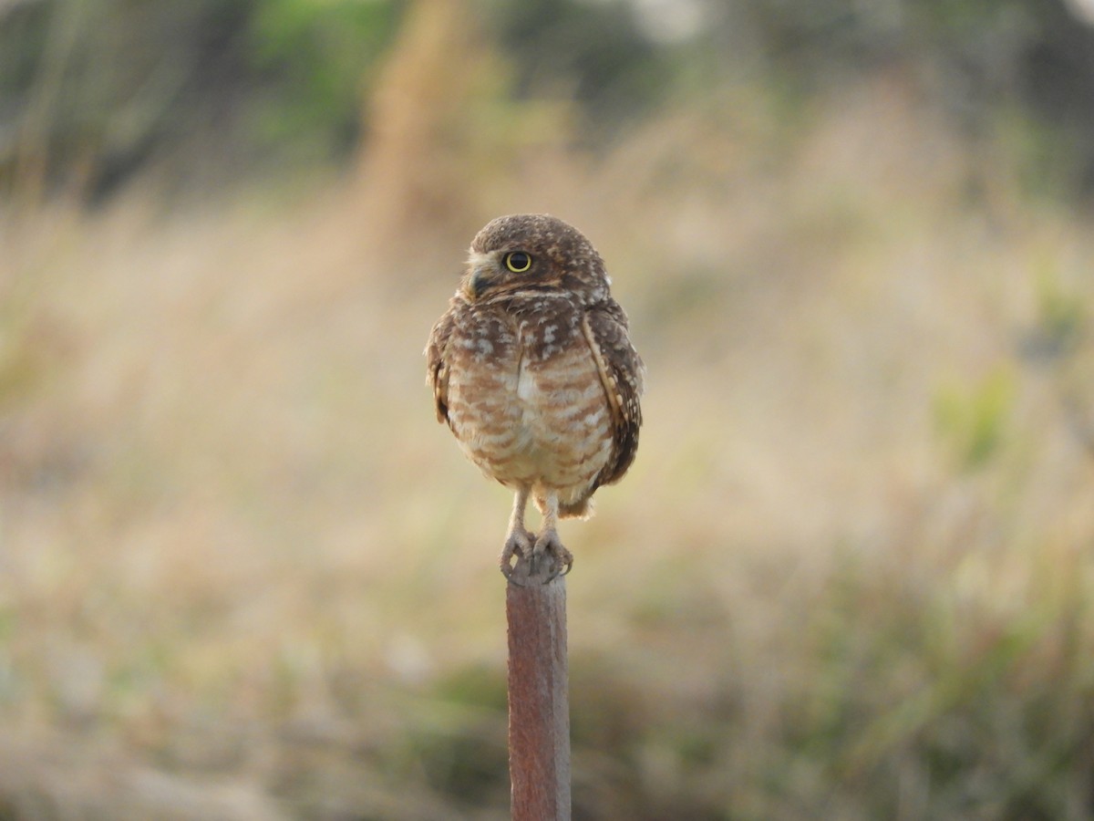 Burrowing Owl - ML609269532