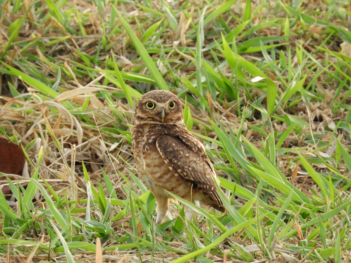 Burrowing Owl - ML609269534