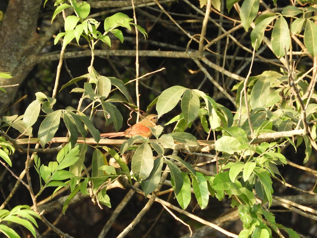 Ochre-cheeked Spinetail - ML609269545