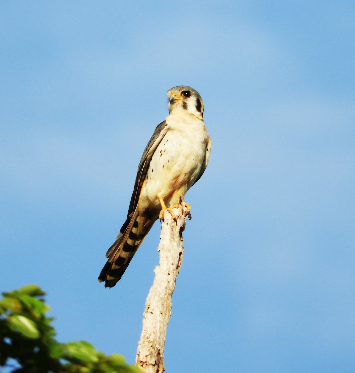 American Kestrel - ML609269573