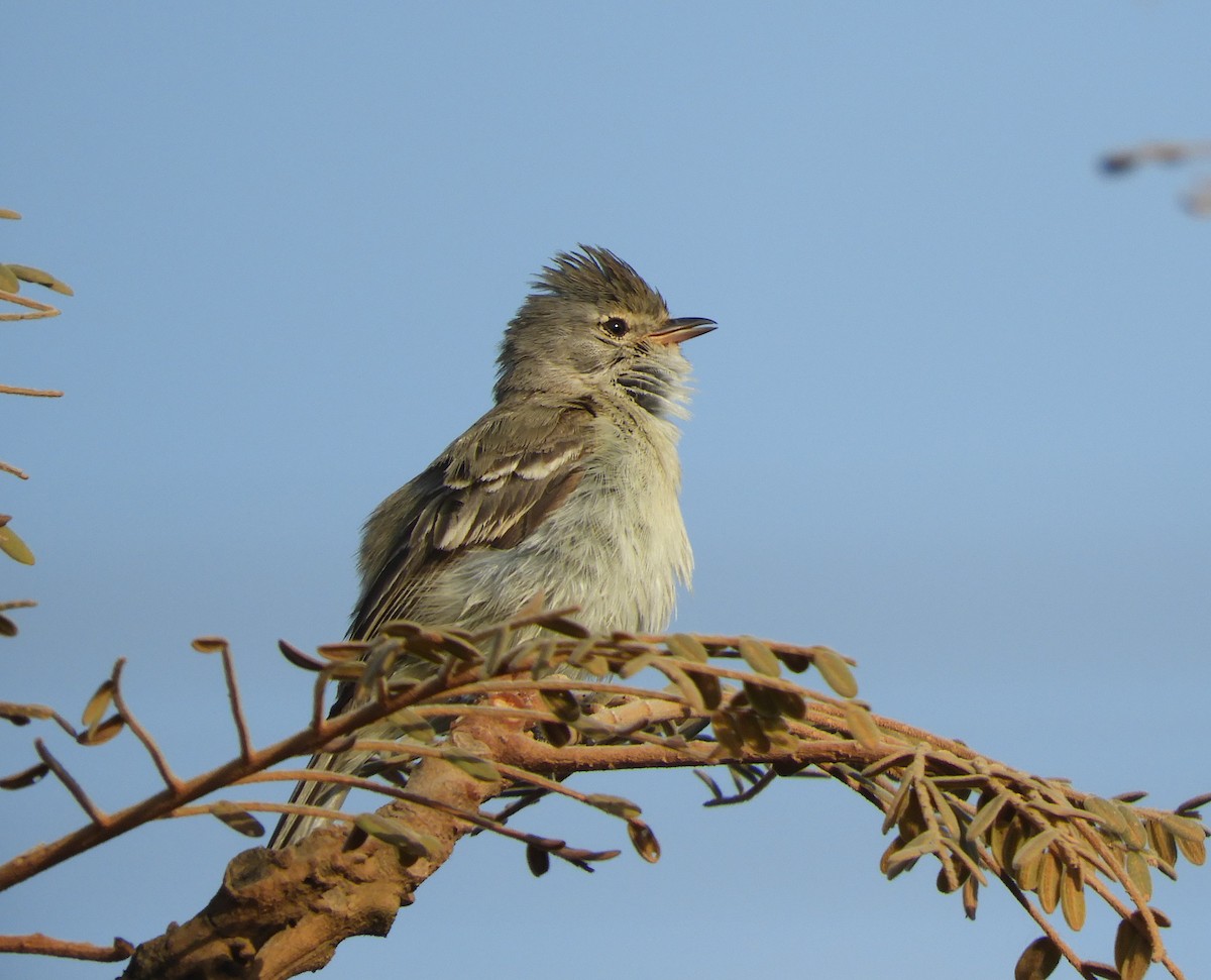 Southern Beardless-Tyrannulet - Cynthia Nickerson