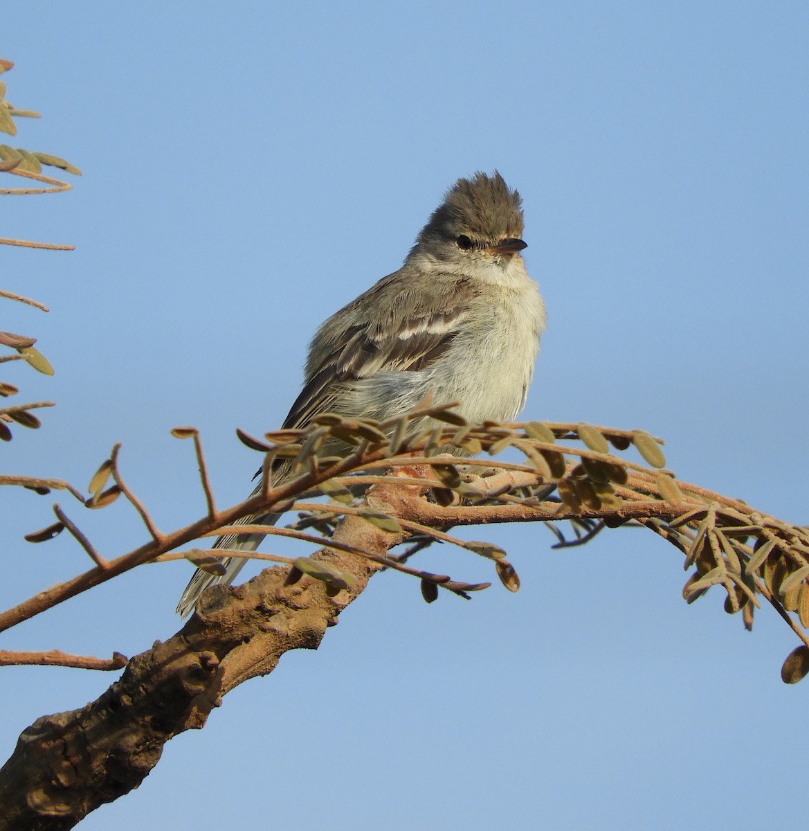 Southern Beardless-Tyrannulet - ML609269584