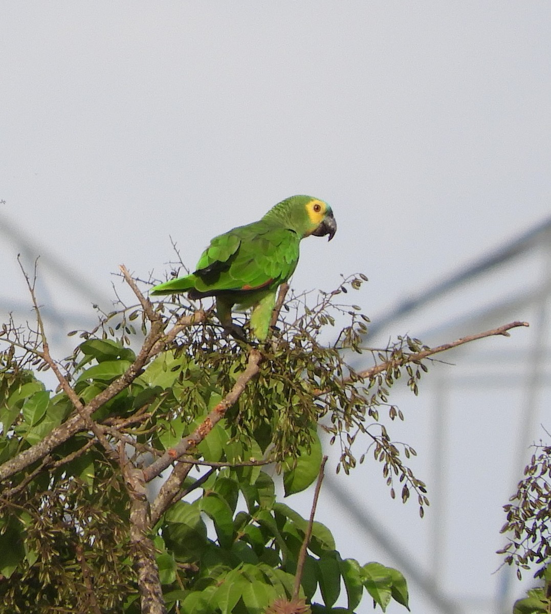 Turquoise-fronted Parrot - ML609269593