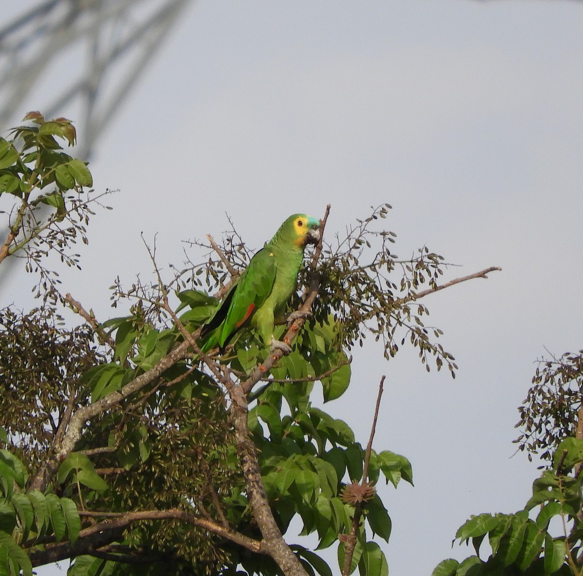 Turquoise-fronted Parrot - Cynthia Nickerson