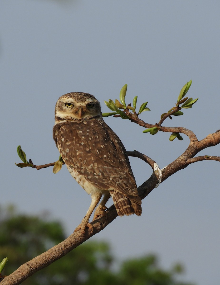 Burrowing Owl - ML609269599