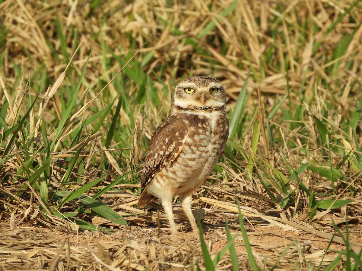 Burrowing Owl - ML609269600