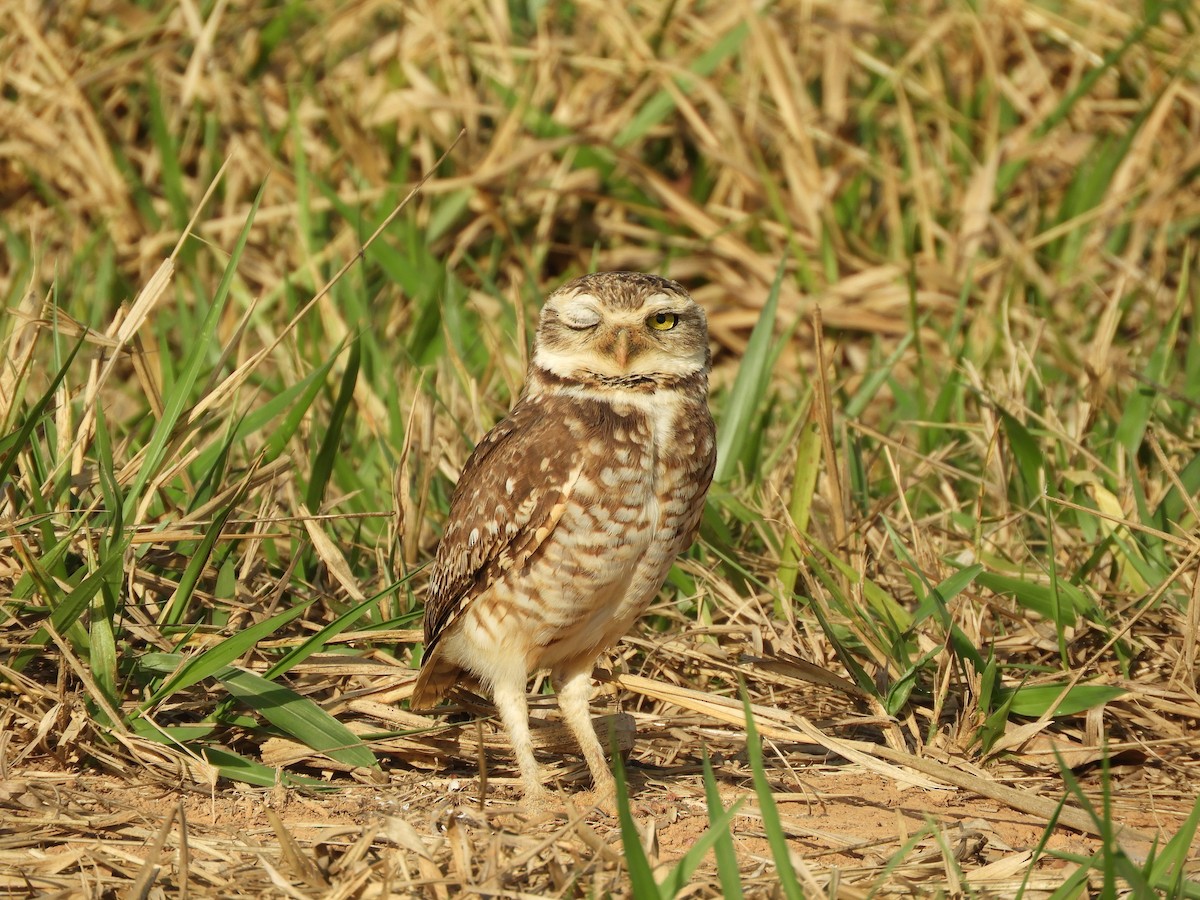 Burrowing Owl - Cynthia Nickerson