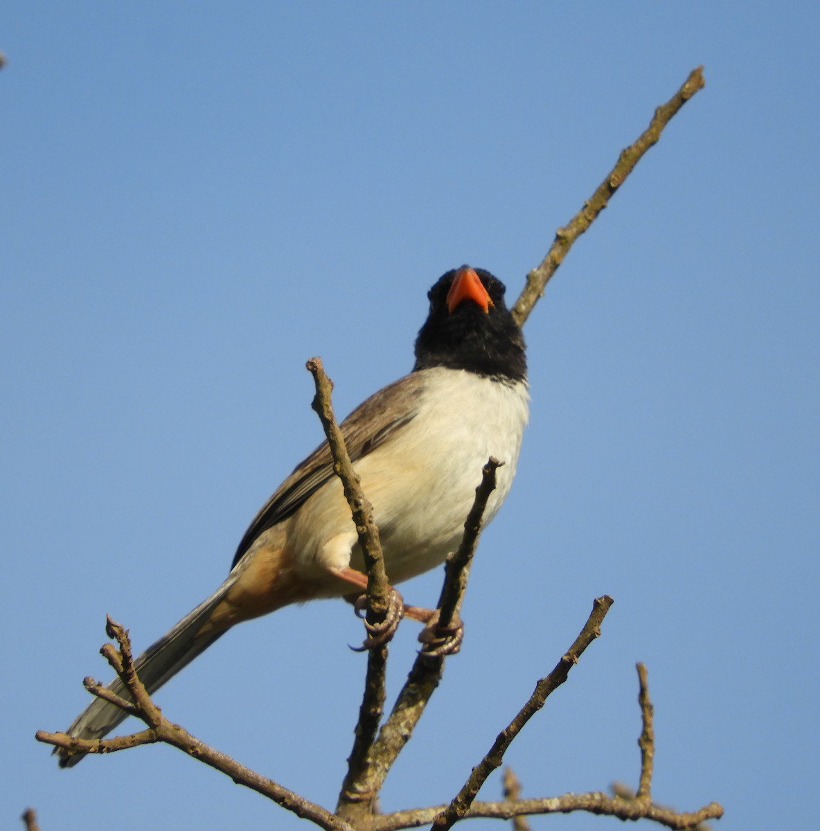 Black-throated Saltator - ML609269610