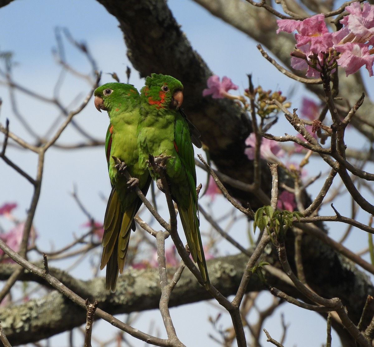 Aratinga Ojiblanca - ML609269614