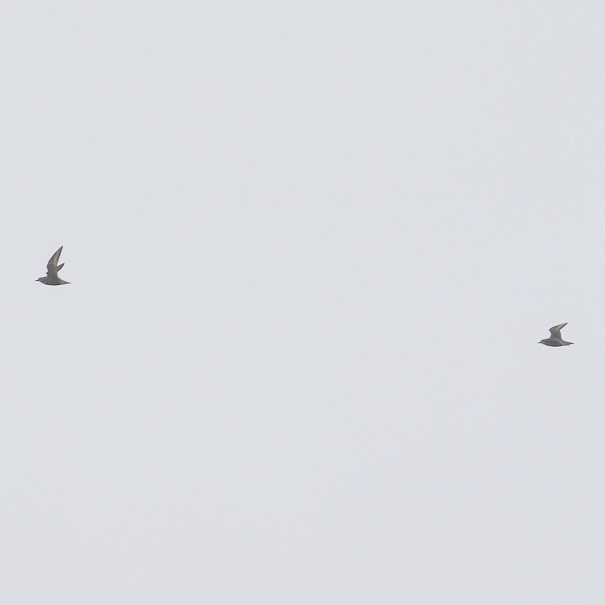 American Golden-Plover - ML609269628