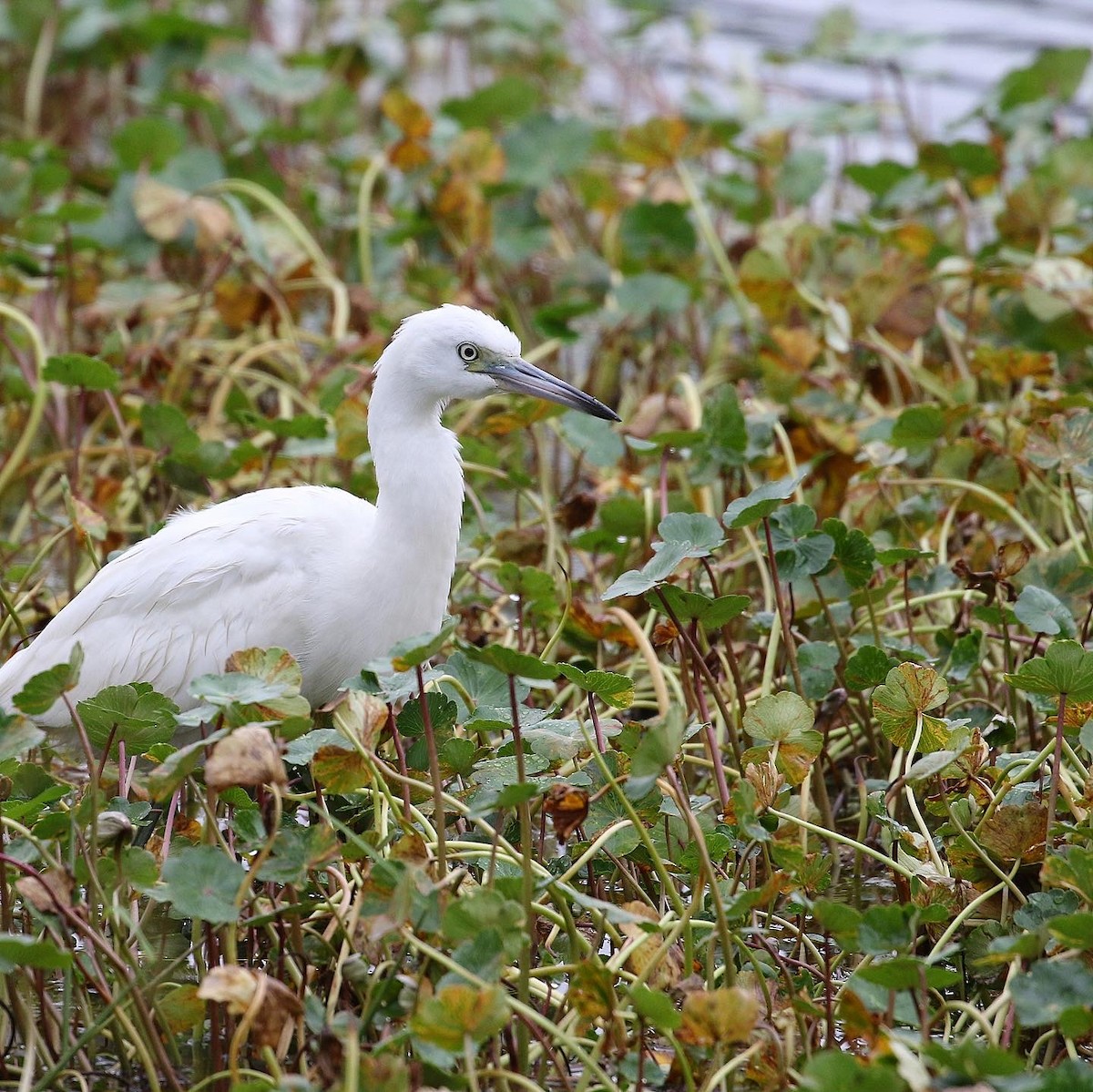 Little Blue Heron - ML609269658