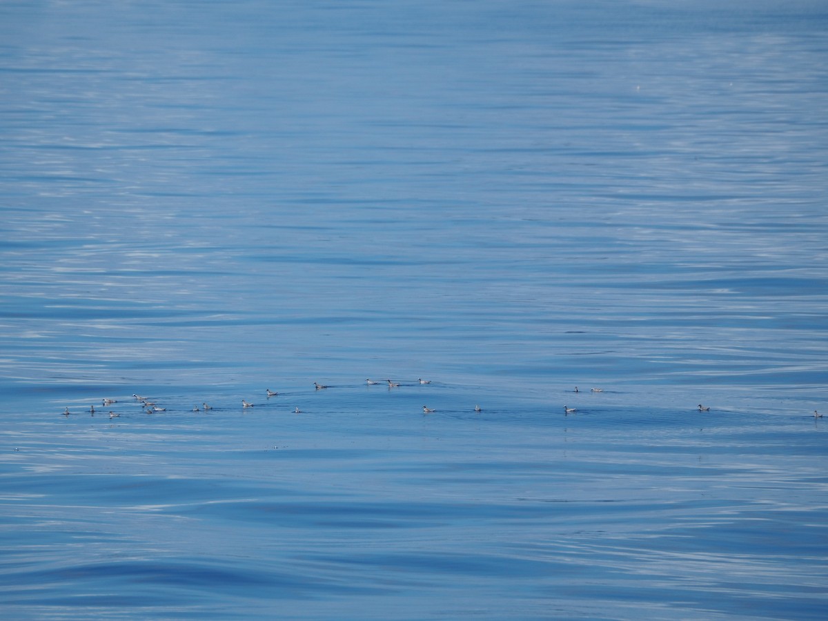 Phalarope à bec étroit - ML609269733