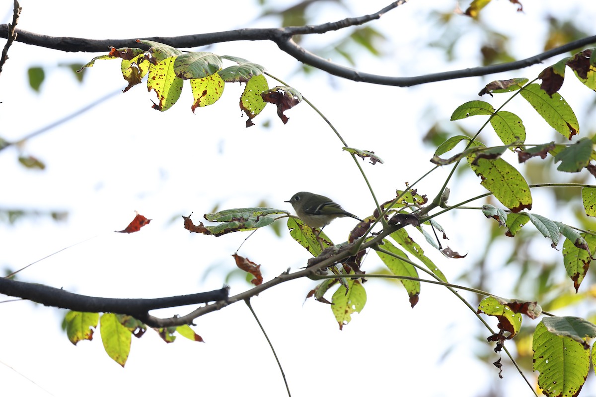 Ruby-crowned Kinglet - Marie Provost