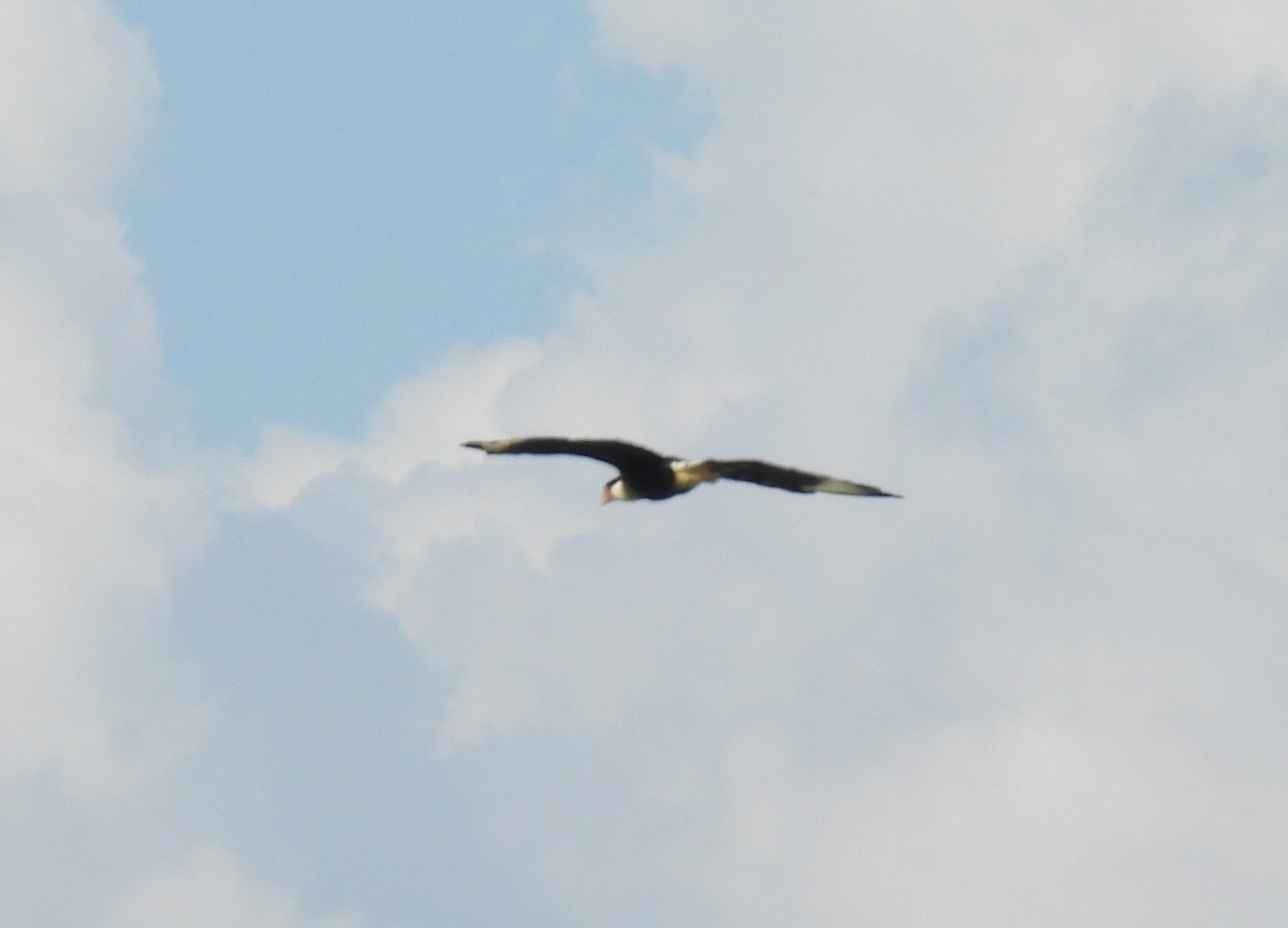 Crested Caracara (Northern) - ML609269785